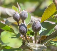 Era krydset med Kina 2